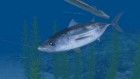 Screenshots de Reel Fishing Ocean Challenge sur Wii