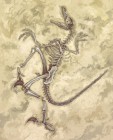Artworks de Fossil Fighters Frontier sur 3DS