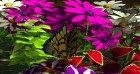 Screenshots de My Garden sur 3DS