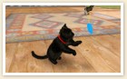 Screenshots de Nintendogs + Cats sur 3DS