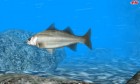 Screenshots de Reel Fishing Paradise sur 3DS