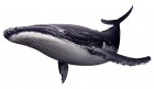 Artworks de Endless Ocean 2 : Aventuriers des Fonds Marins sur Wii