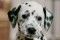 Nintendogs Dalmatien